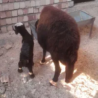 گوسفند افشار|حیوانات مزرعه|کلاله, |دیوار