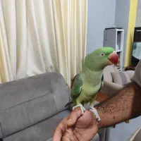 شاه طوطی مولد|پرنده|بندرعباس, |دیوار