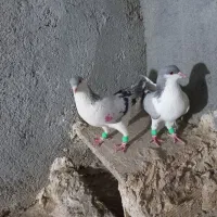 کبوتررنگی وهفترنگ|پرنده|تاکستان, |دیوار