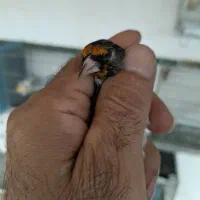 سهره سیاه سر (زاغ)|پرنده|بومهن, |دیوار