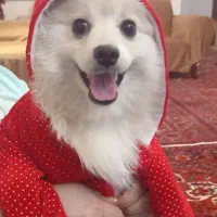 پامرانین تربیت شده با شناسنامه پاسپورتی