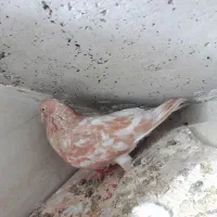 یک عدد گلوپ عتیقه معاوضه