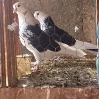کبوترکهنه خوش خال