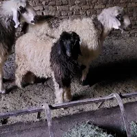 میش|حیوانات مزرعه|یزد, |دیوار