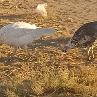 بوقلمون|حیوانات مزرعه|طاغنکوه, |دیوار