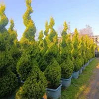 فروش تخصصی انواع کاج زینتی فضای سبز