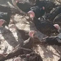 دو عدد بوقلمون نر وماده