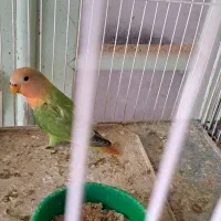 طوطی برزیلی جوجه اهلی و بالغ|پرنده|خوی, |دیوار