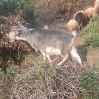 فروش ۲ عددبز ماده|حیوانات مزرعه|سیاهکل, |دیوار