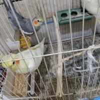 حیوانات