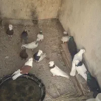 ۱۳ تا کفتر فروشی