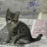 واگذاری بچه گربه