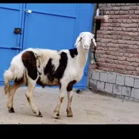 قدیمی ترین دامداری در اسلامشهر