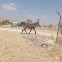 اسب|اسب و تجهیزات اسب‌سواری|اصفهان, کوی امیریه|دیوار