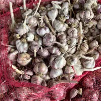 سیر قرمز خشک