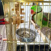 شاه طوطی شاه تخم نر کشیده|پرنده|شاهینشهر, شهرک میلاد|دیوار