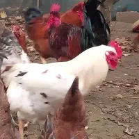 فروش خروس محلی