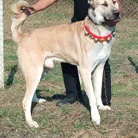 توله سرابی ۱۴ماهه|سگ|تالش, هشتپر|دیوار