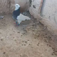 طوقی سبز
