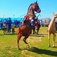 فروشی اسب نریون نژادکرد ۳سال|اسب و تجهیزات اسب‌سواری|ایذه, |دیوار