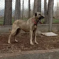 دو عدد سگ ماده