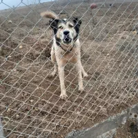 سگ نگهبان