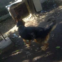 واگذاری سگ شولاین|سگ|لولمان, |دیوار