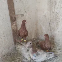 مغلف