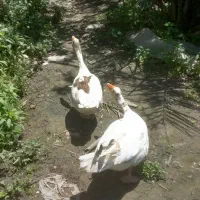 یک جفت غاز