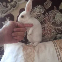 خرگوش باخانواده خوشبختش