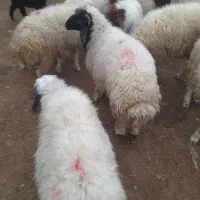 بره پروار نر|حیوانات مزرعه|چوار, |دیوار