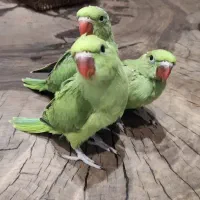 جوجه ملنگو و شاه طوطی