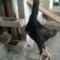 اوشامو و افغان ۵۰۰۰۰۰۰ تومان