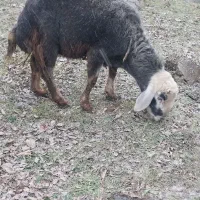 گوسفند قوچ چال