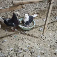 چندتا کفتر مایع کفتر