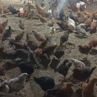 جوجه مرغ محلی|حیوانات مزرعه|شیراز, کرونی(خاتونک)|دیوار