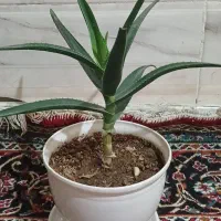 گل الوورا شاخ بزی