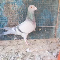 سبزپلاکی ماده|پرنده|بم, |دیوار