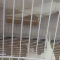 عروس هلندی آلبینو.|پرنده|مشهد, رده|دیوار