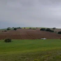 زمین دو هکتاری همراه جاده