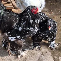 تخم مرغ نطفه داربرهما بلک متلد پادشاه مرغها