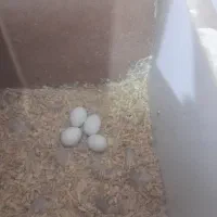 عروس هلندی با تخم|پرنده|تربت جام, فاز ۱ فرهنگیان|دیوار