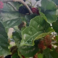 باغ-شهری-باغچه-پیربنو