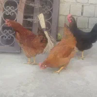 فروش مرغ