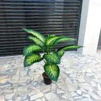 دیفن باخیا ۵۵۰ تومن