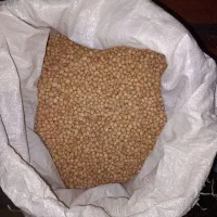 عدس نخود بوجاری شده تمیز