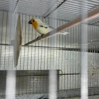 فنچ گلدین،طوطیوار،پارسون،ستاره ای،بنگالی