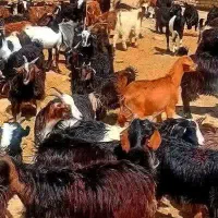 چهل وپنج راس بزغاله ای نروماده جفتی ۲۴ملیون