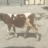 دو عدد گوساله ماده فروش فوری