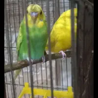 فروش مرغ عشق|پرنده|اندیشه, شهرک صدف|دیوار